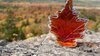 How-Maple-Syrup-Thieves-In-Canada-Once-Made-History-With-A-Theft-Worth-Millions-Of-Dollars