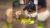 Cutest-Onam-Post----Video-Of-Dog-Enjoying-Mini-Onam--Sadhya--Goes-Viral