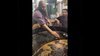 Street-Vendor-Makes-Omelette-With-Bare-Hands-And-Meat-Mix,-Internet-Feels-Nauseous