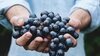 From-Volcanic-Ash-To-Vineyards:-How-Lanzarote-Became-A-Wine-Paradise