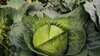 Can-Eating-Raw-Cabbage-Lead-To--Brain-Worms-?-Nutritionist-Answers