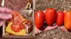 Video:-YouTuber-Tried-Growing-Tomato-From-McDonald-s-Burger.-It-Actually-Worked