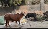 No-One-Listens-:-Delhi-Resident-s-Video-On-Cows,-Garbage-On-Road